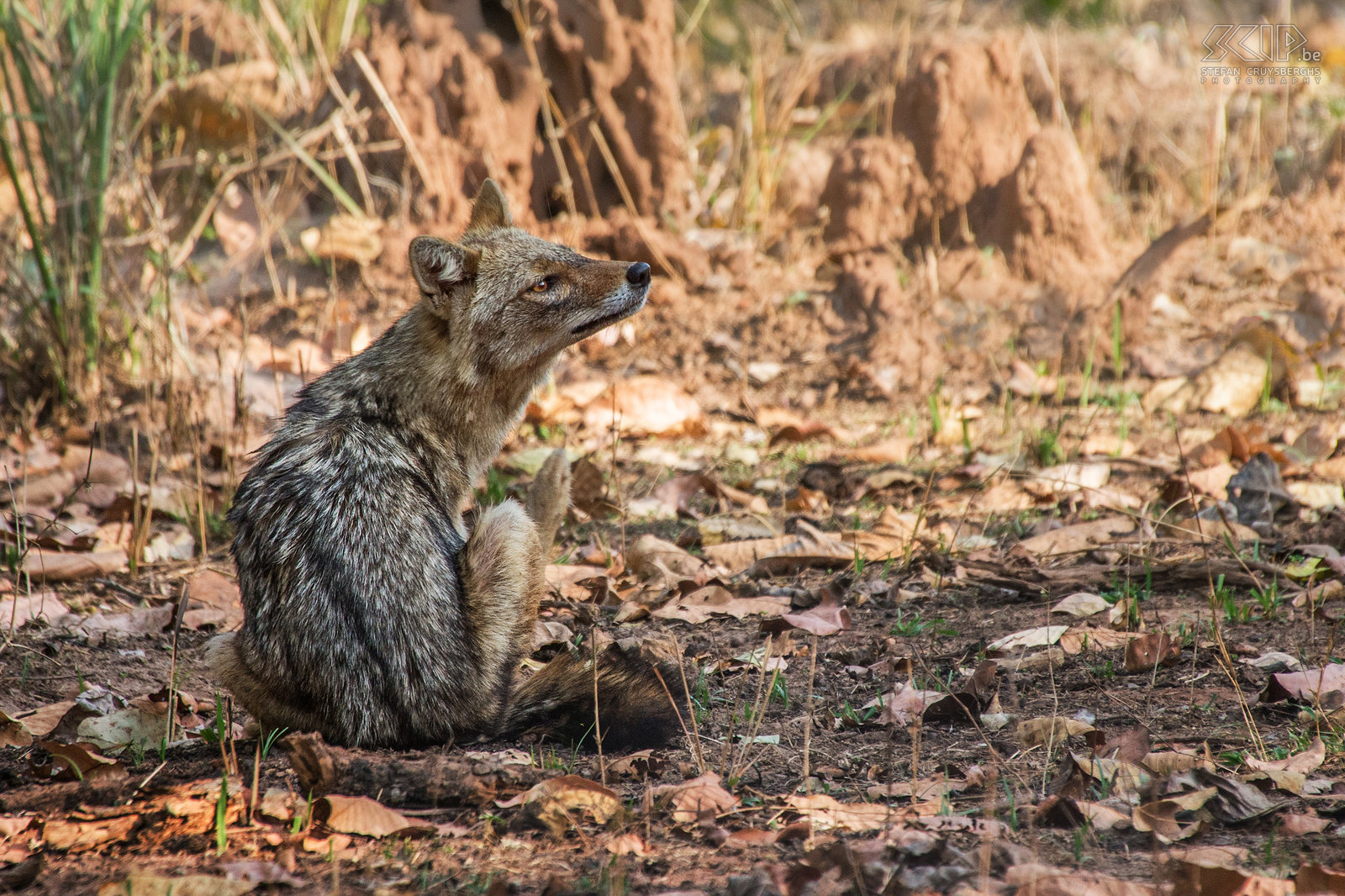 Bandhavgarh - Jakhals Een Goudjakhals oftwel Aziatische jakhals (Asiatic jackal/Golden jackal/Canis aureus) Stefan Cruysberghs